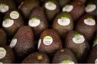COMERCIAL/BROKER DE FRUTAS Y VERDURAS
