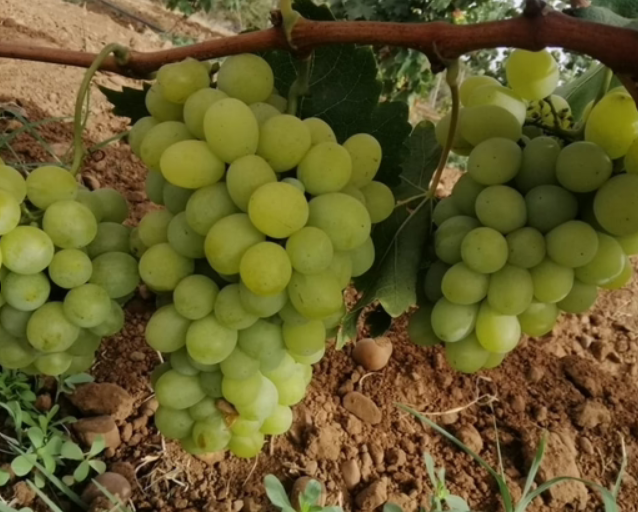 COMERCIAL/BROKER DE FRUTAS Y VERDURAS