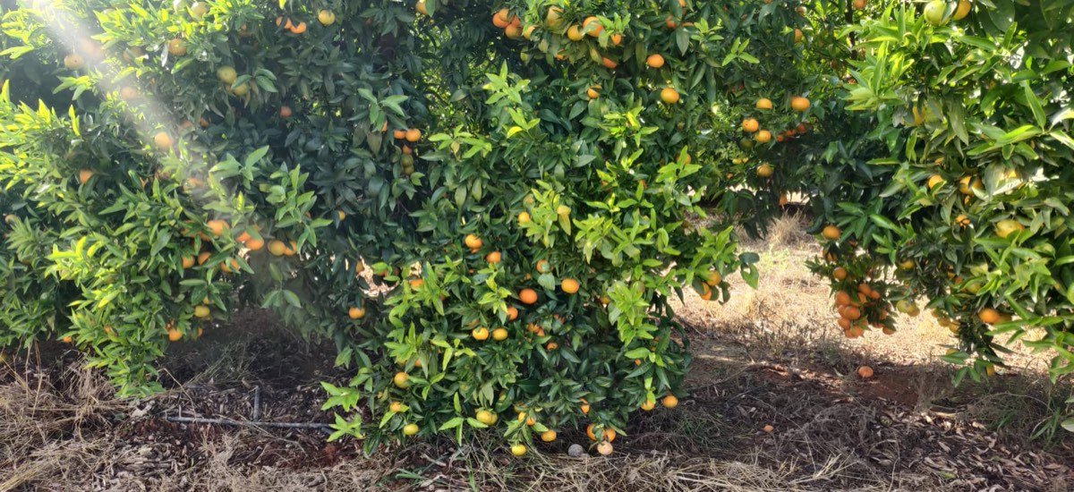 mandarinas