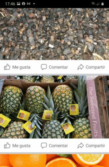 Se vende citricos 1°calidad