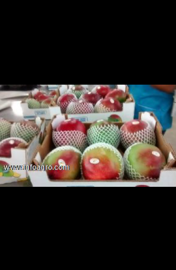 Se vende mango kent del peru