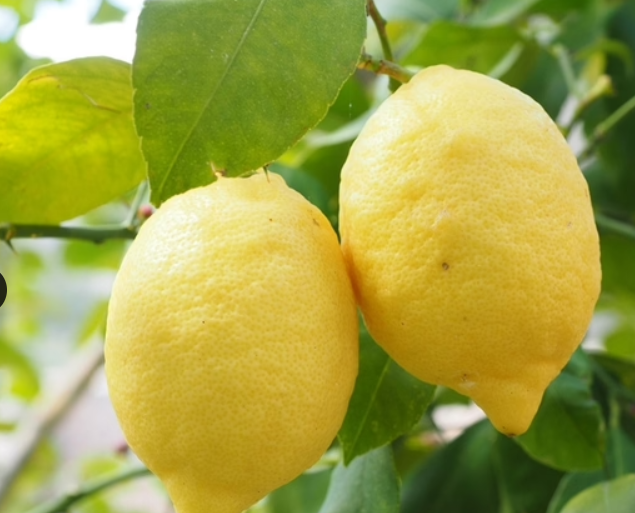 SE VENDE NARANJA MANDARINA Y TODO FRUTAS VERDURAS