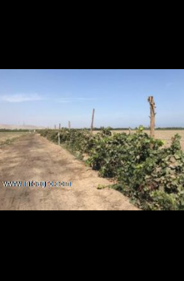 Se vende fundo agricola e 20.66 hectareas