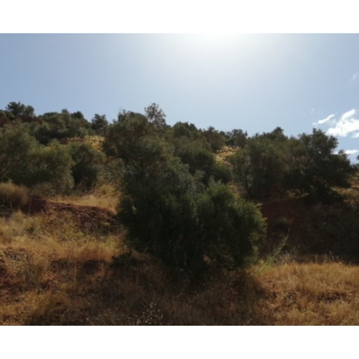 SE VENDE FINCA A DOS KILOMETRO DEL PUEBLO ALMOGIA