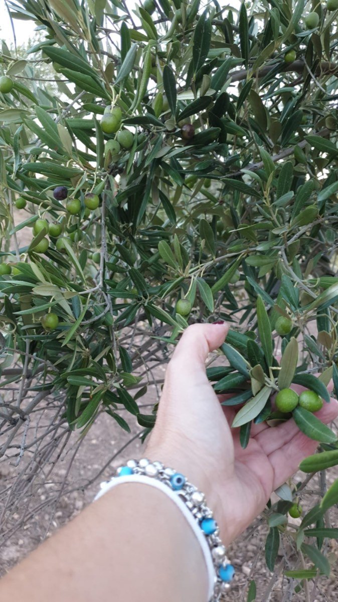 FINCA OLIVAR SECANO OSUNA (SEVILLA)