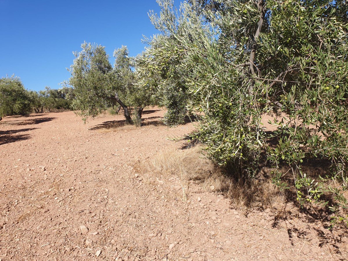 FINCA OLIVAR SECANO OSUNA (SEVILLA)