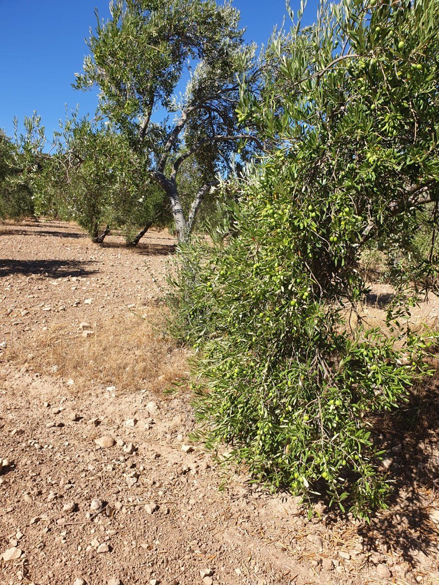 FINCA OLIVAR SECANO OSUNA (SEVILLA)