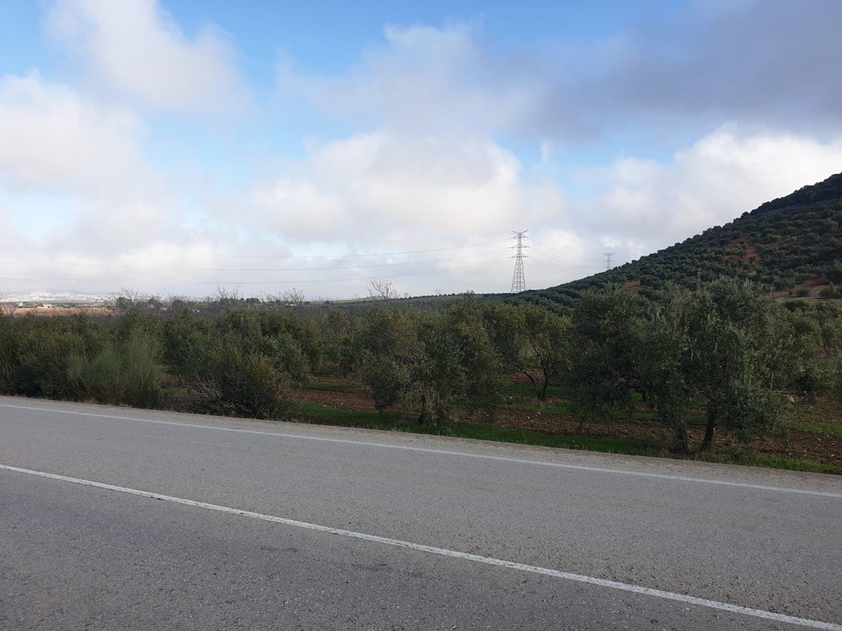 FINCA OLIVAR SECANO OSUNA (SEVILLA)