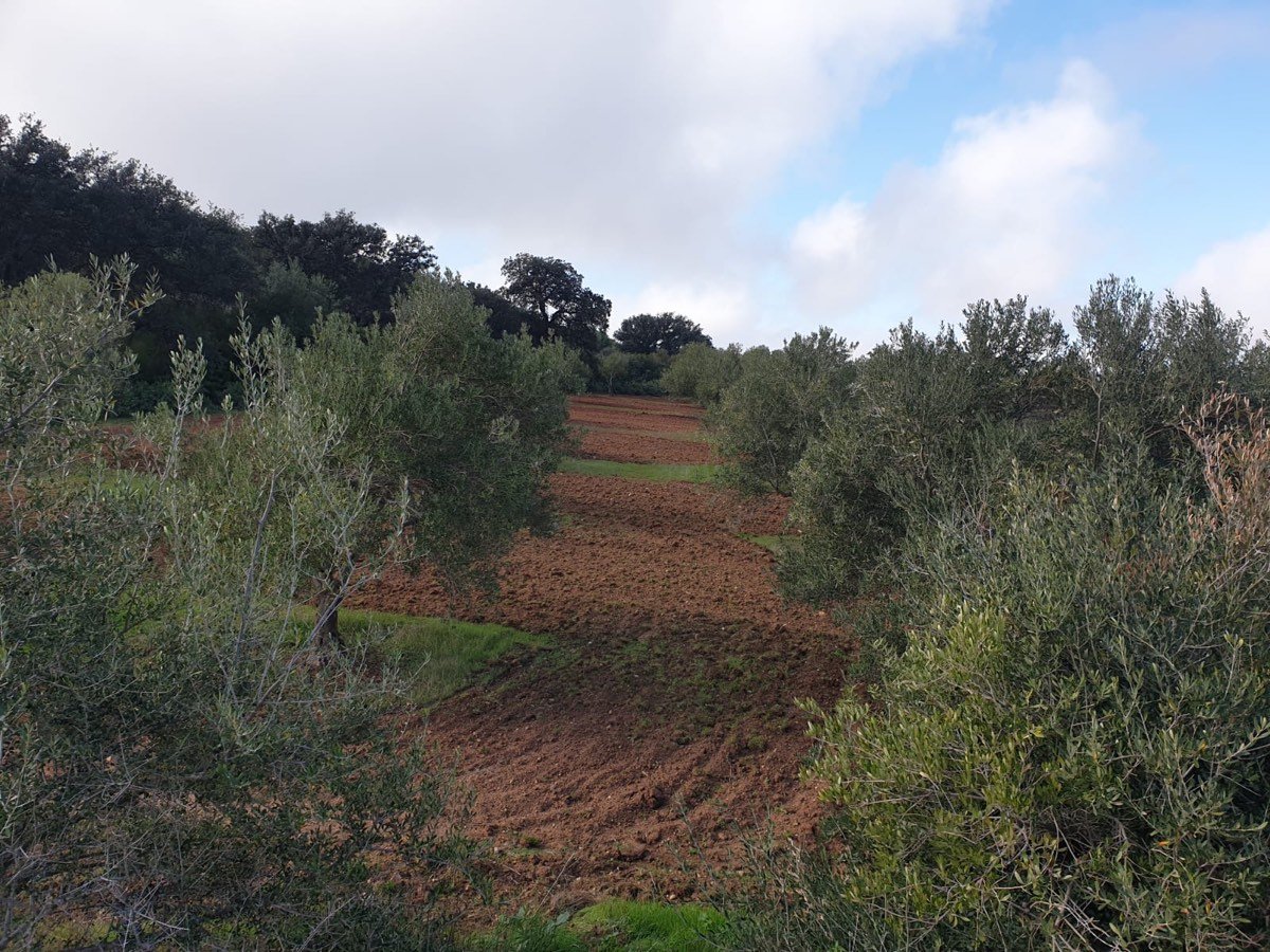 FINCA OLIVAR SECANO OSUNA (SEVILLA)