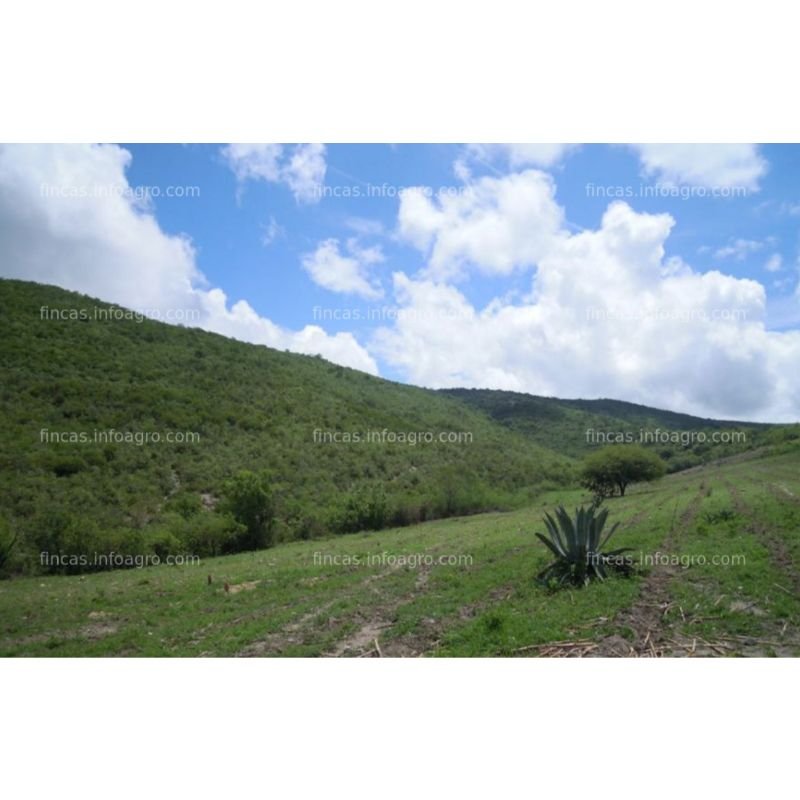 A la venta magnifico rancho ganadero 1500-4000 ha