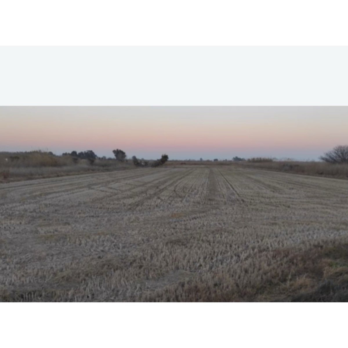 FINCA HUERTA / ARROZ