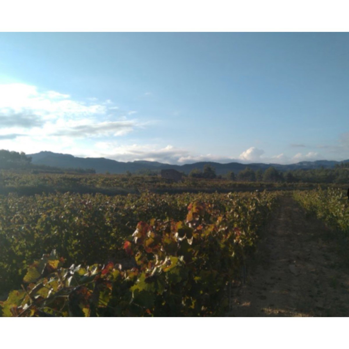 FINCA DO MONTSANT EN EL PRIORAT