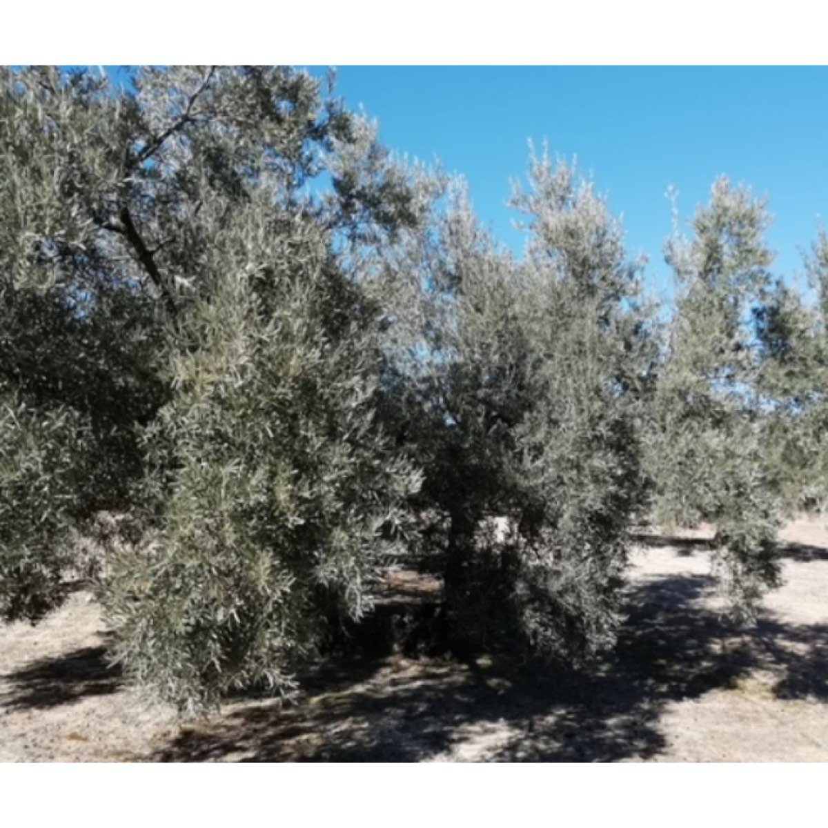 A LA VENTA OLIVAR HOJIBLANCA