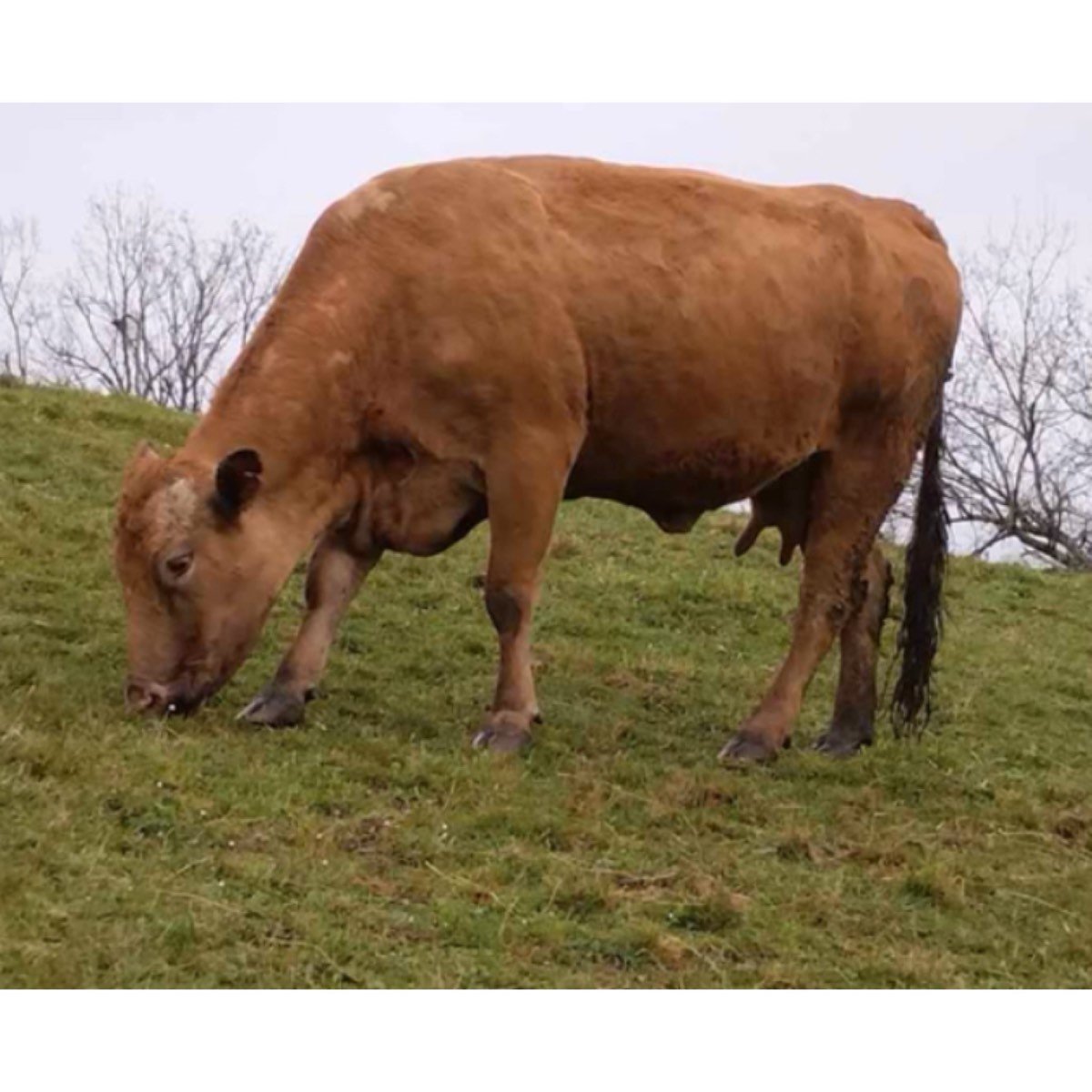 SE VENDE VACA CON CRIA Y NOVILLA