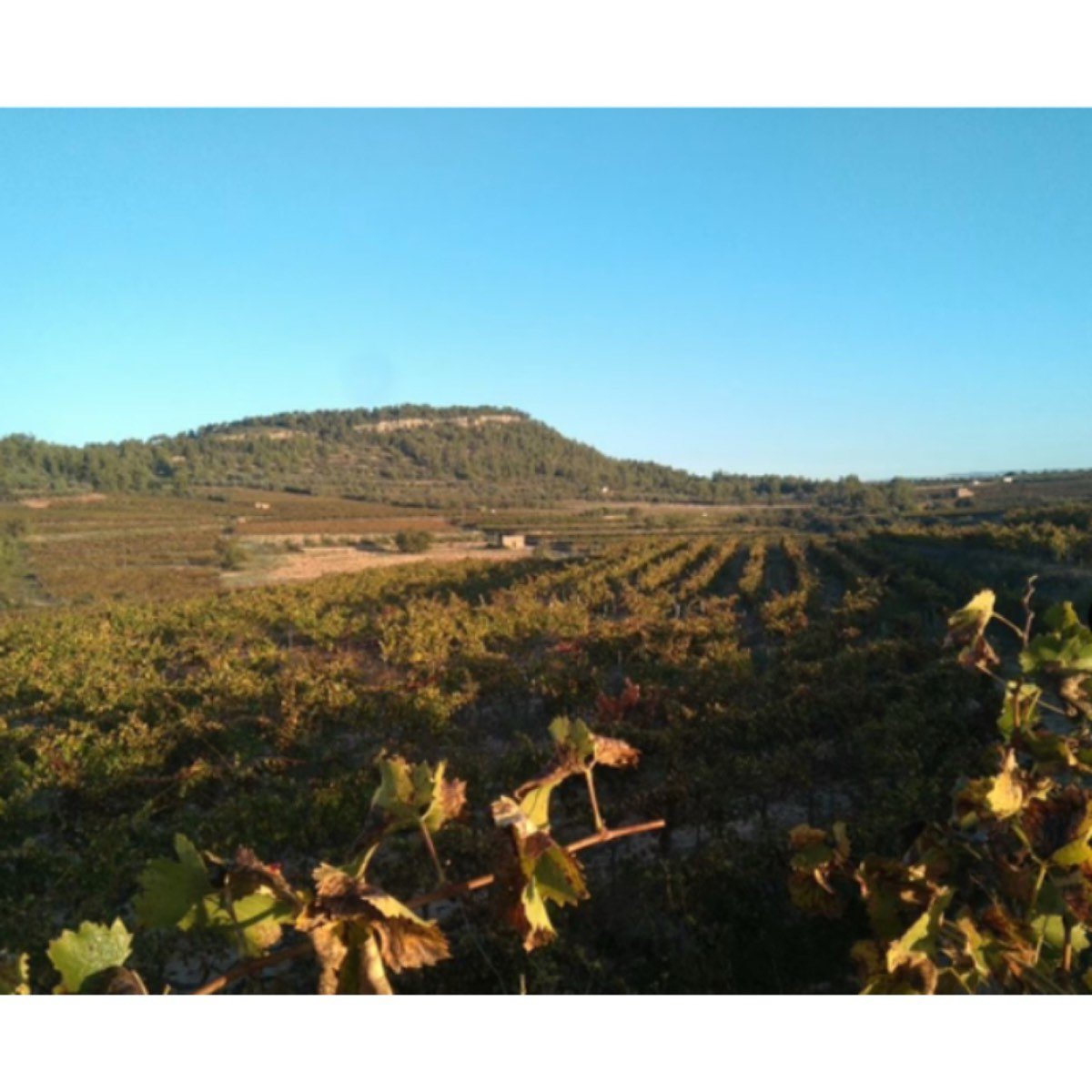 FINCA DO MONTSANT EN EL PRIORAT
