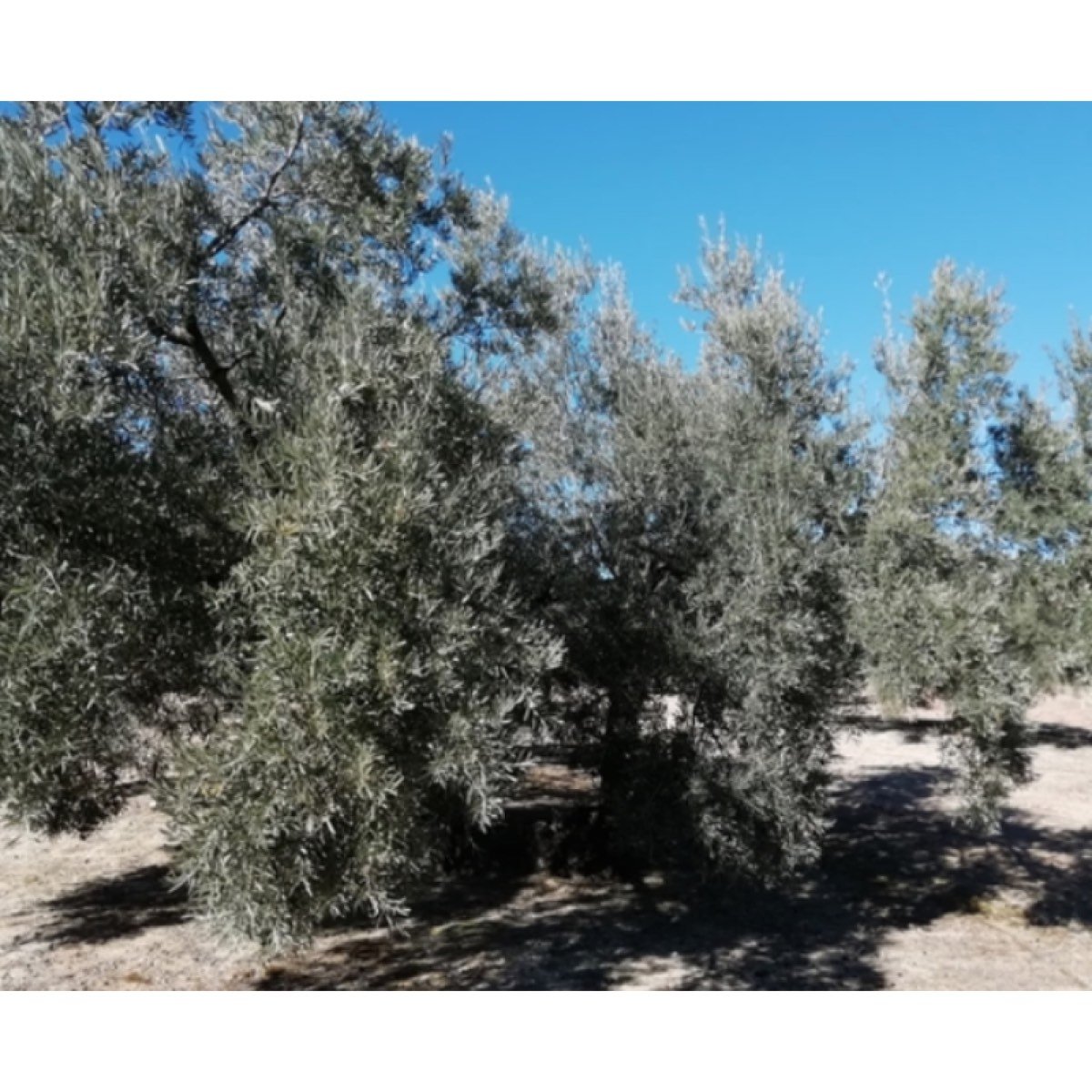 A LA VENTA OLIVAR HOJIBLANCA