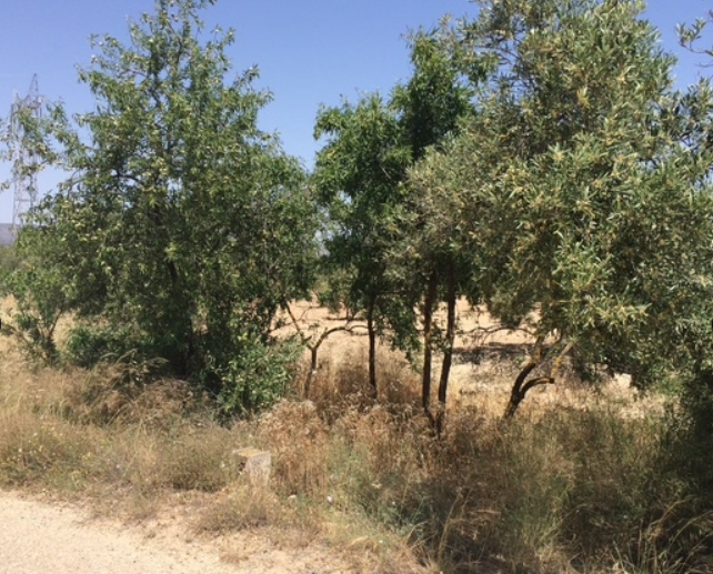 FINCA EN VENTA EN BIAR
