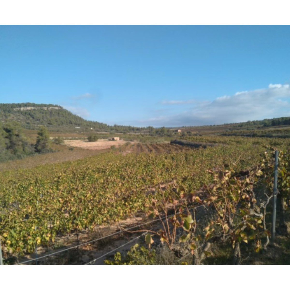 FINCA DO MONTSANT EN EL PRIORAT