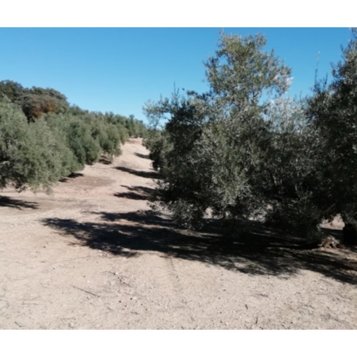 A LA VENTA OLIVAR HOJIBLANCA
