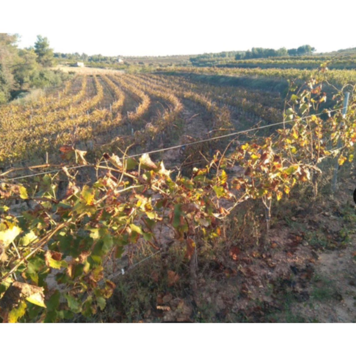 FINCA DO MONTSANT EN EL PRIORAT