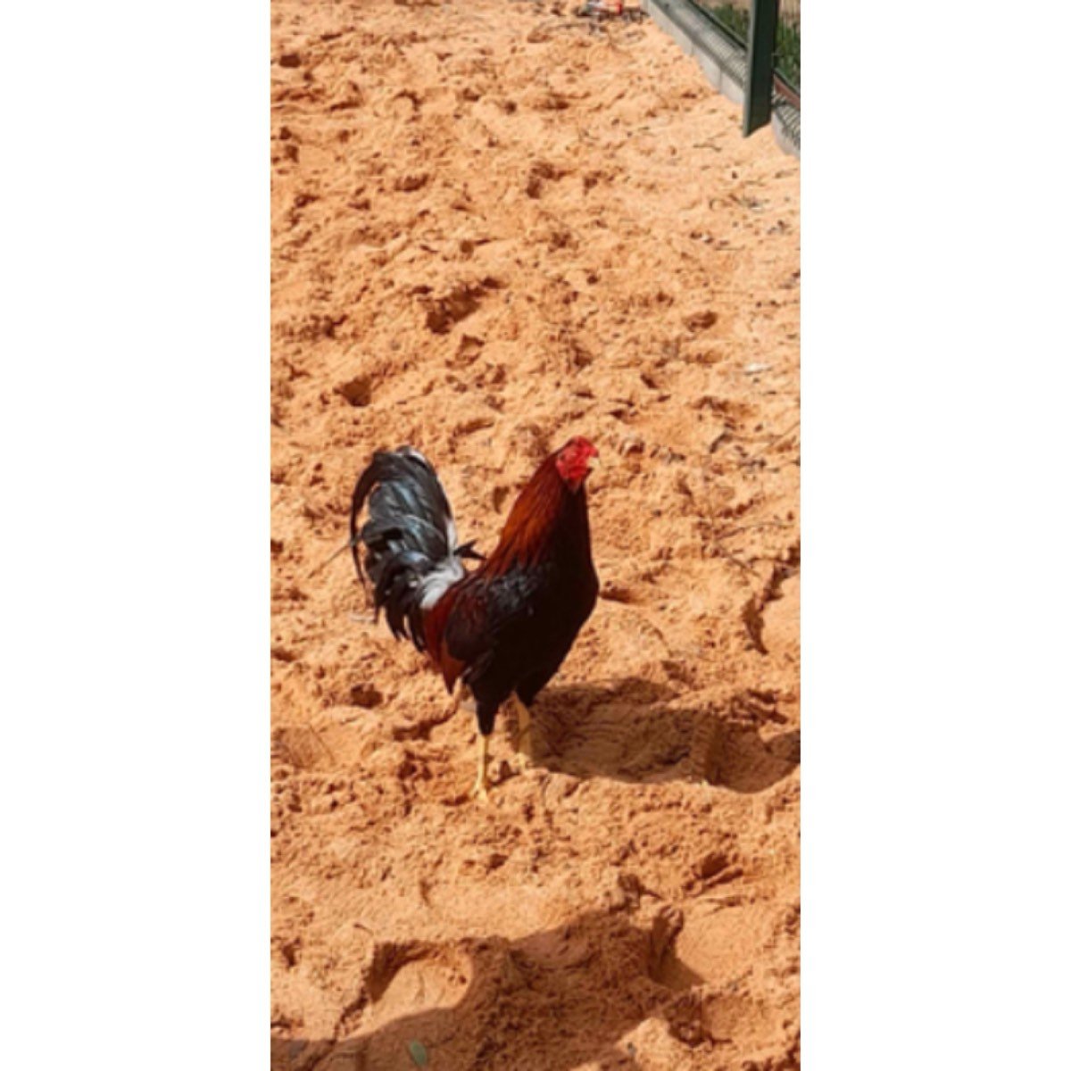 VENDO GALLO INGLES
