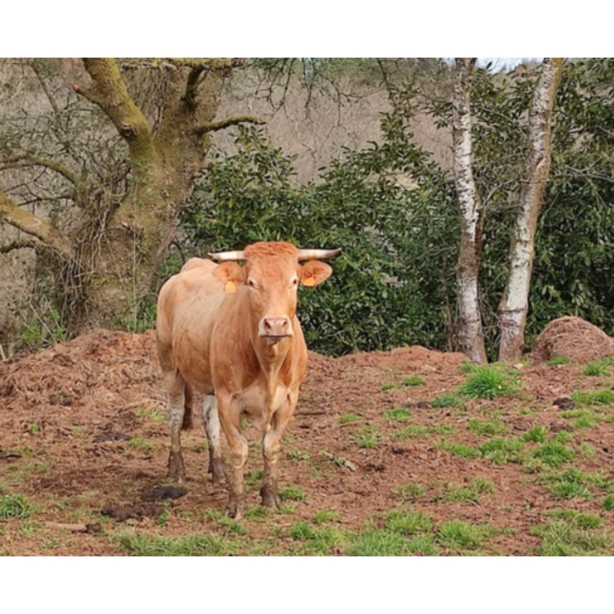 VACA RUBIA GALEGA. NOVILLAS TORO