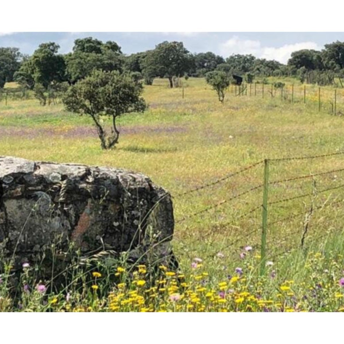 FINCA EN CARRETERA SANTIBAÑEZ PANTANO BORBOLLON