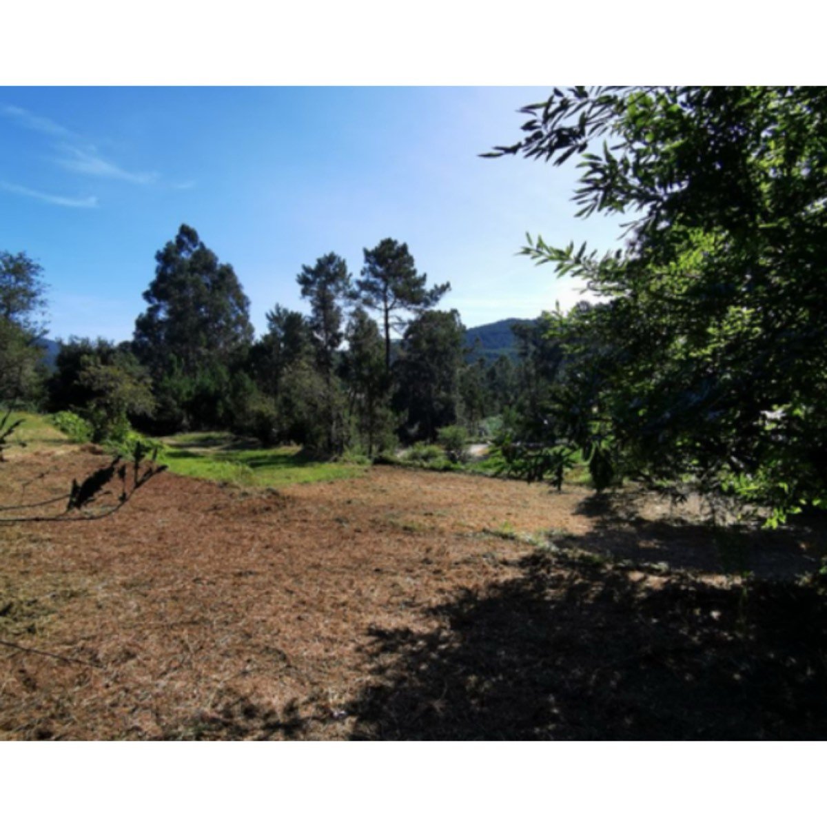 TERRENO EN VENTA EN TUI