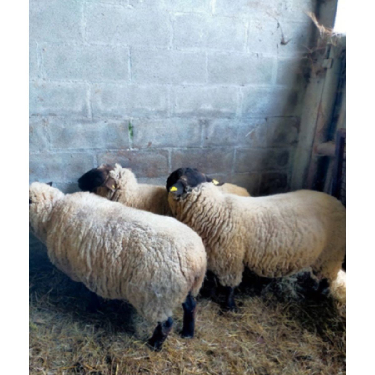 VENDO OVEJAS Y CARNERO.