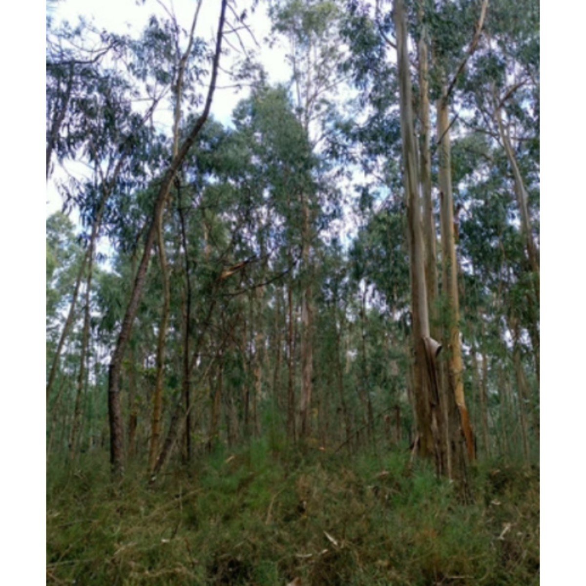 SE VENDE TERRENO EN TRIÑANS
