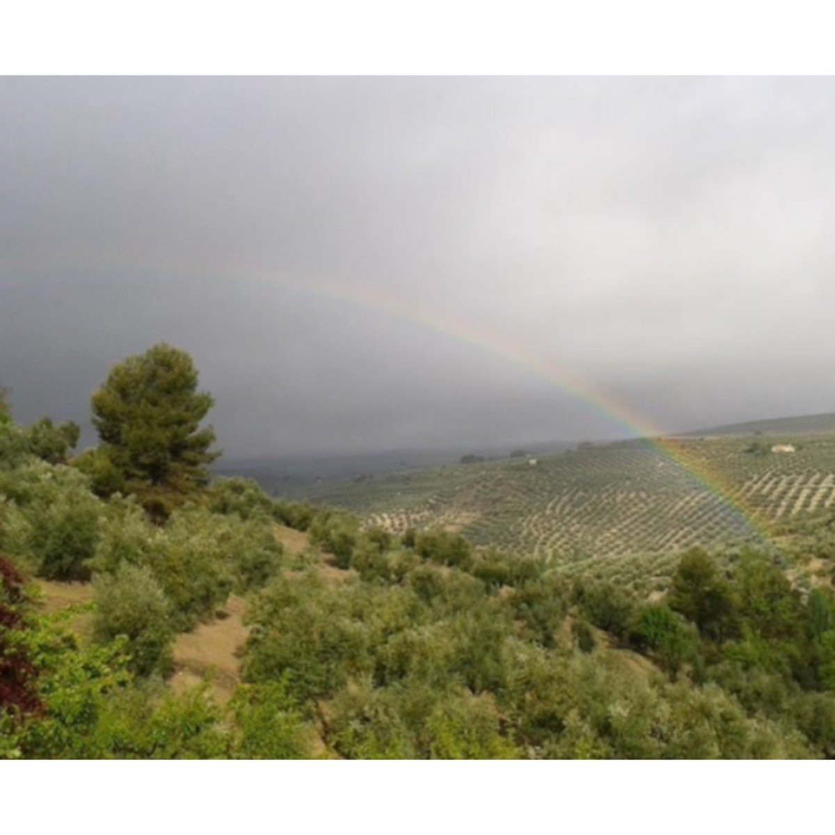 CORTIJO RURAL
