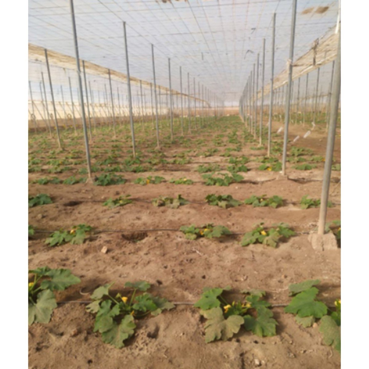 HUERTO CERCADO CON FINCA RÚSTICA