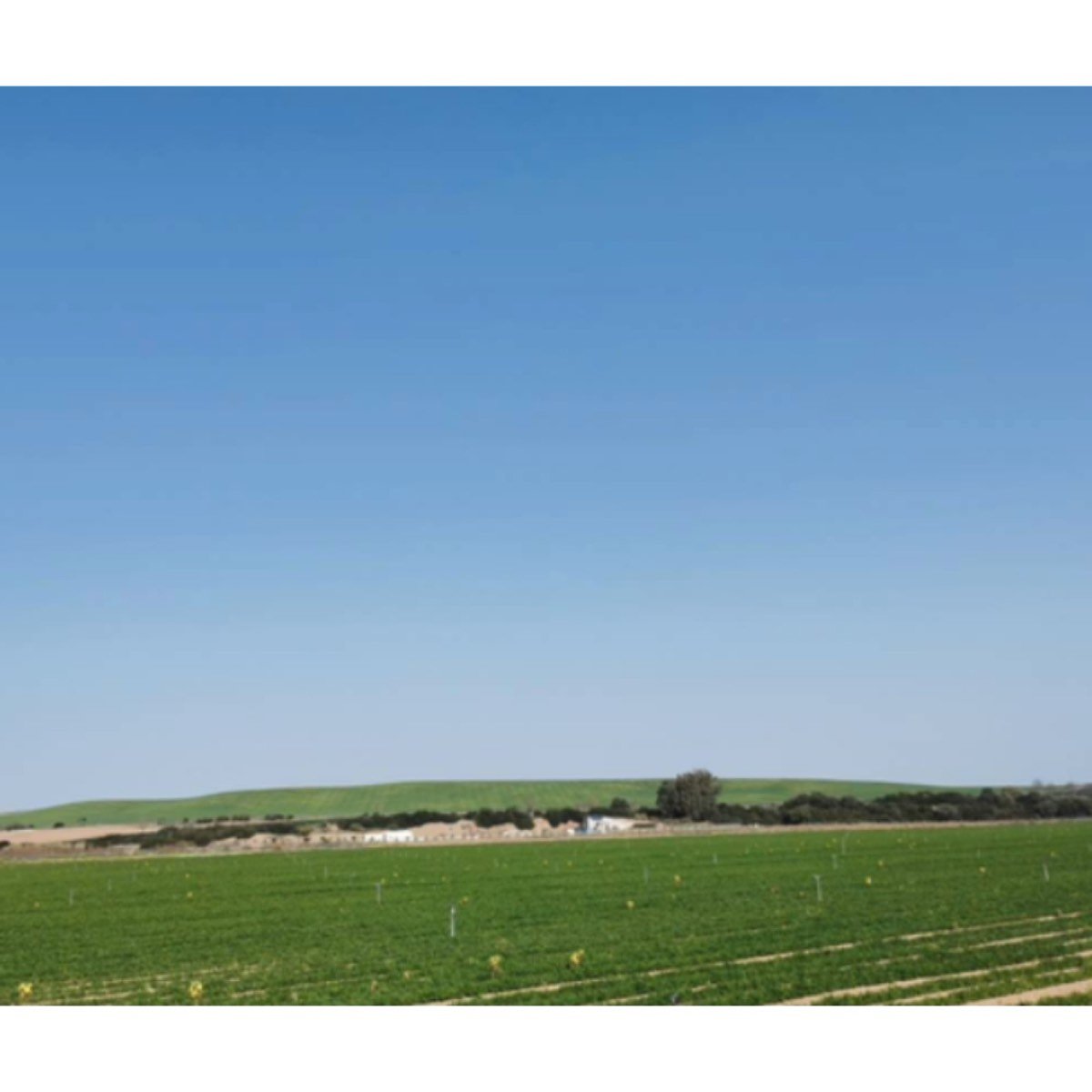 FINCA EN JEREZ DE LA FRONTERA