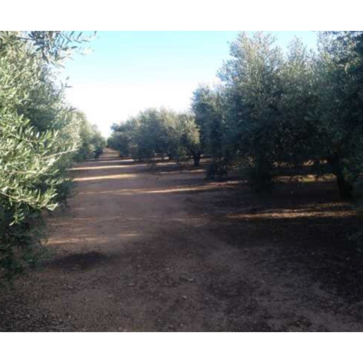 TERRENO EN CARRETERA DE CONSTANTÍ A REUS