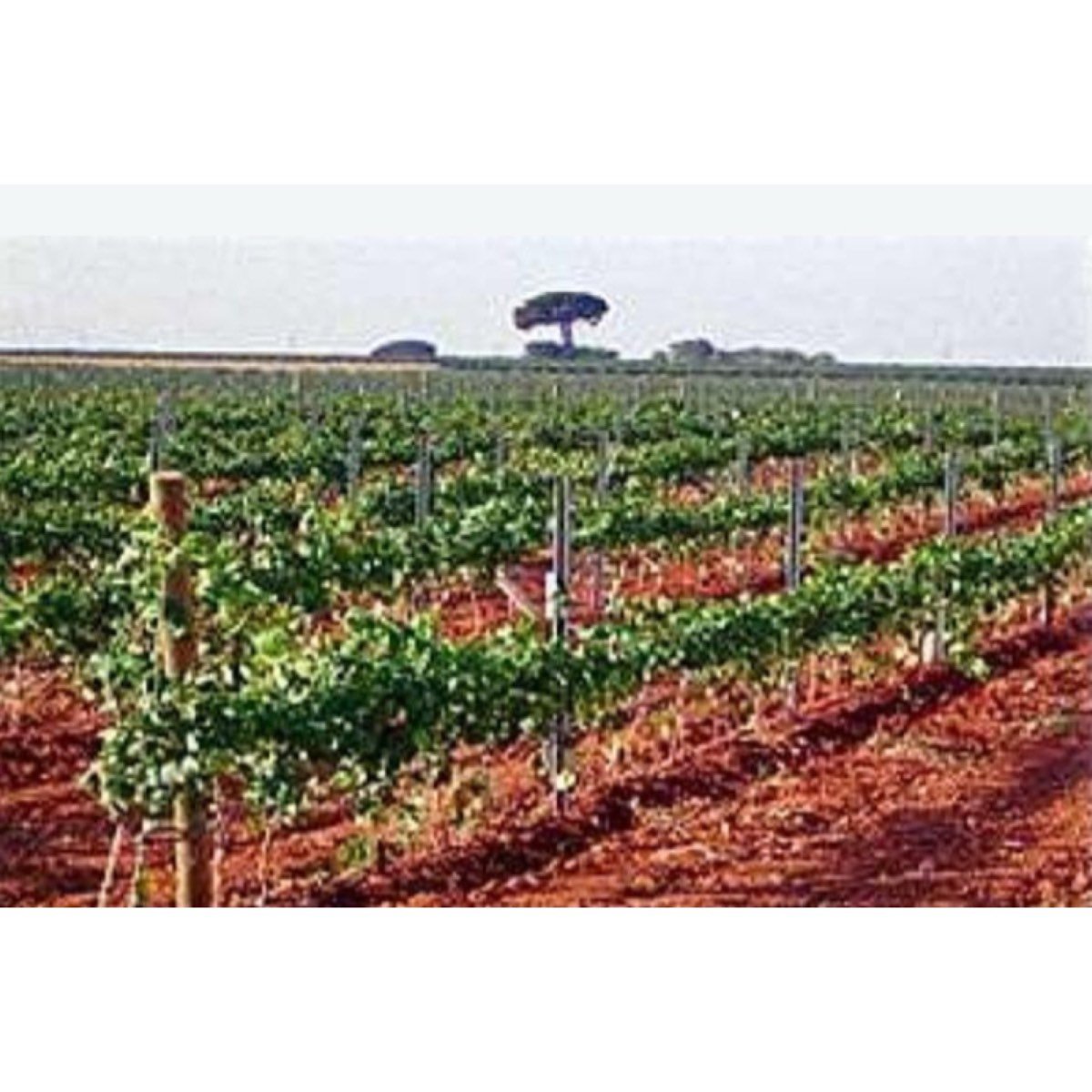 FINCA EN VENTA EN PEDRO MUÑOZ