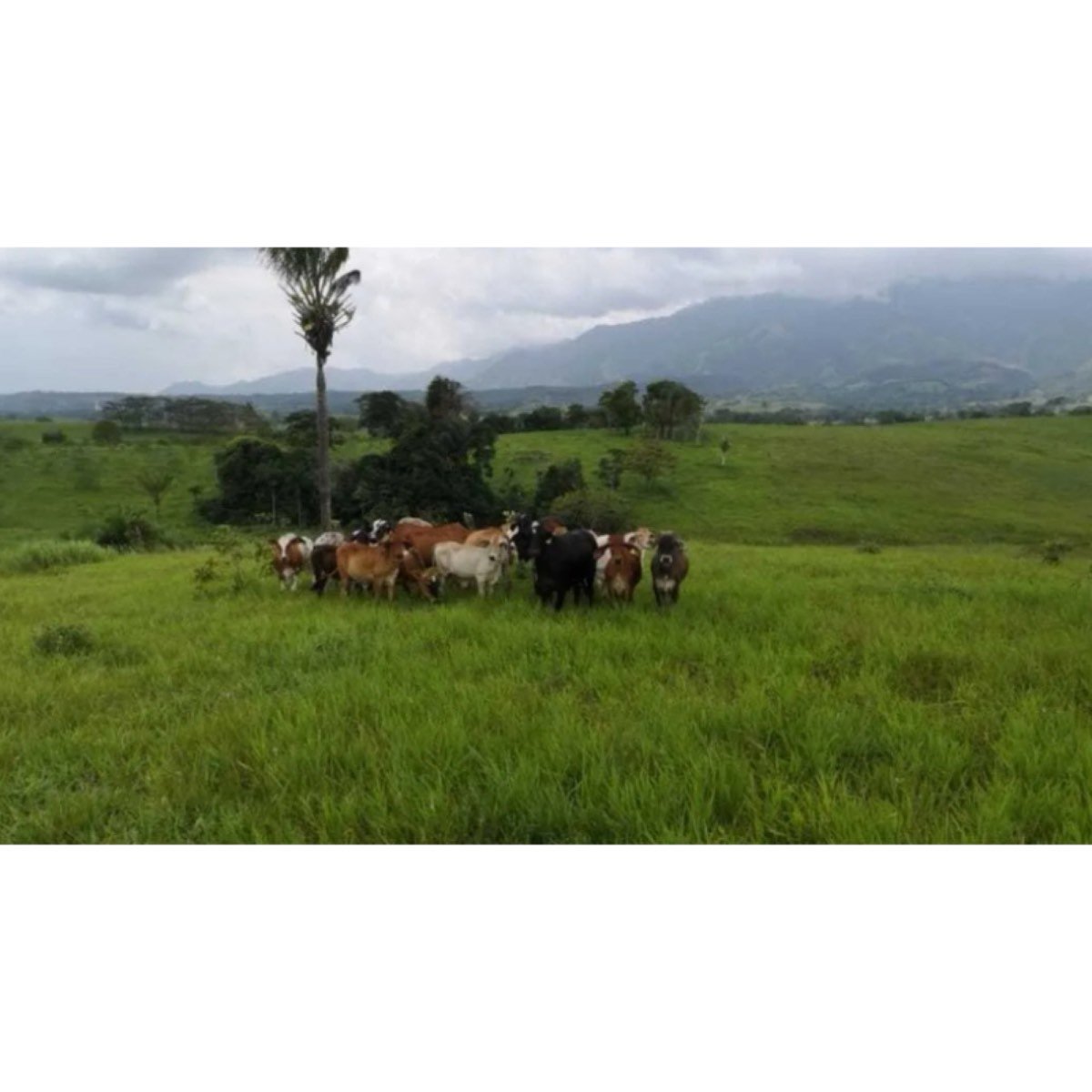 Se Vende Finca Ganadera En Municipio De Pajuil