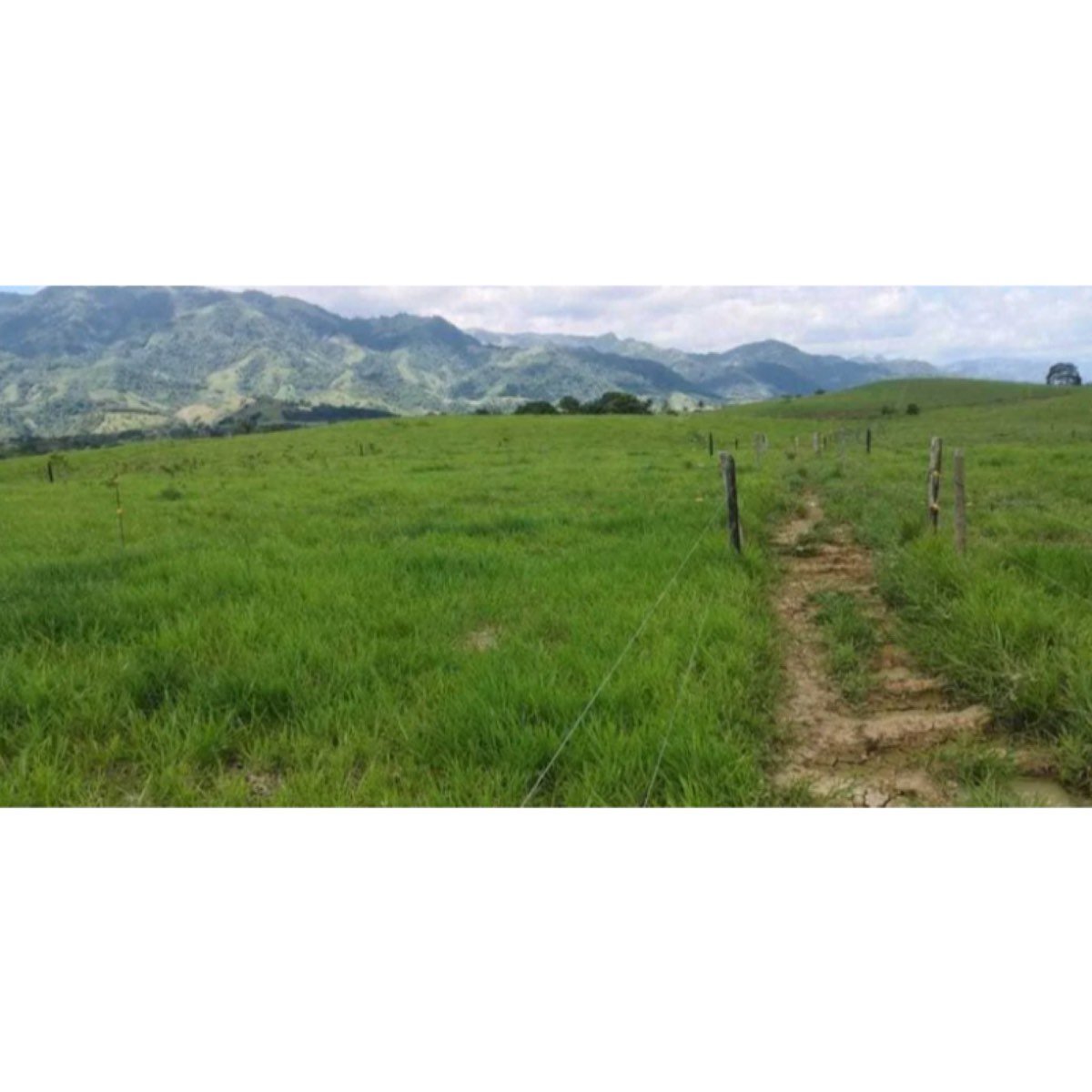 Se Vende Finca Ganadera En Municipio De Pajuil