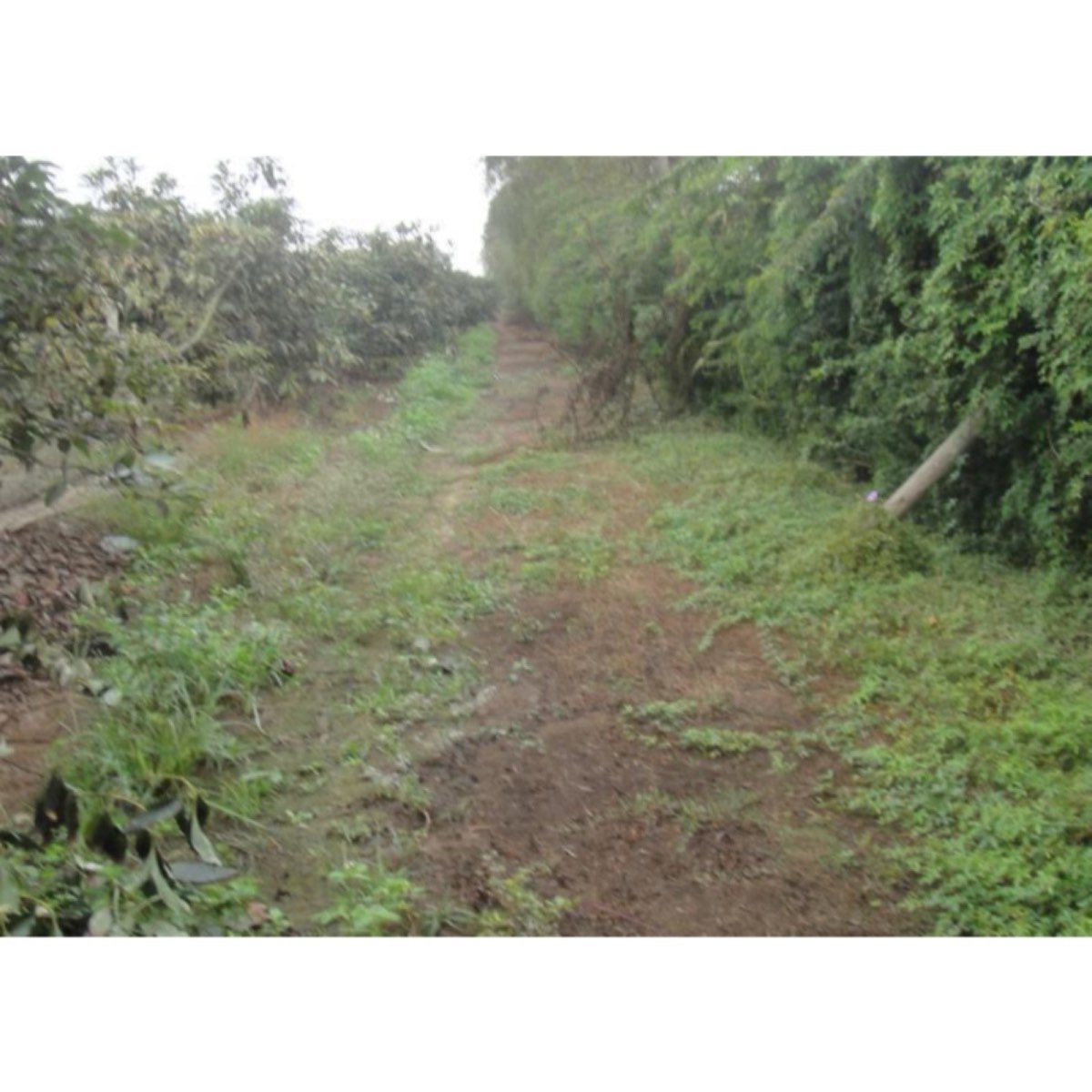 Terrenos Agricolas Pj. Sector Lumbreras