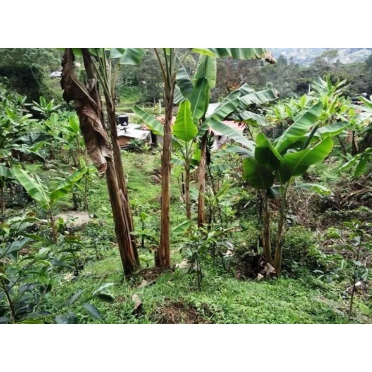 Vendo Finca Silvania Vereda Subia La Soledad