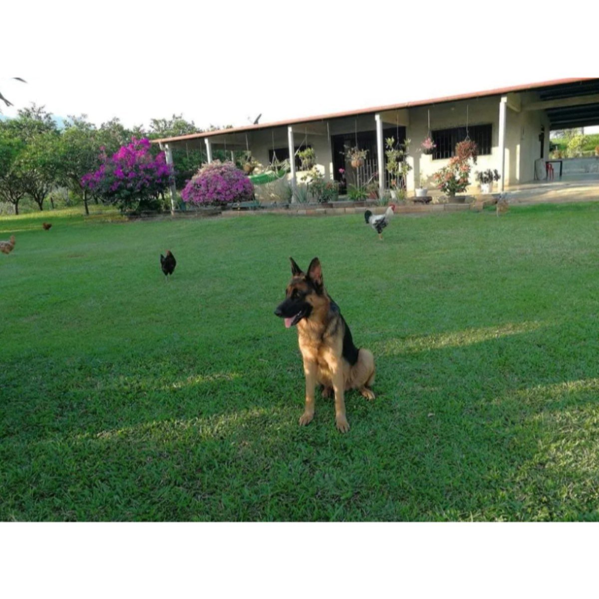 Se Vende Finca Ganadera En Municipio De Pajuil