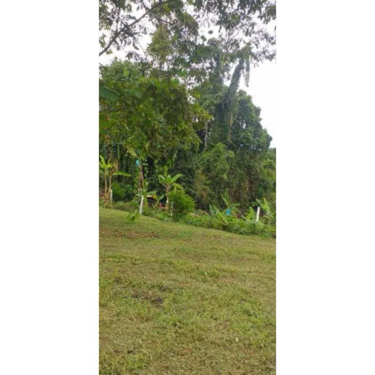 Se Vende Finca Ganadera En El Caqueta