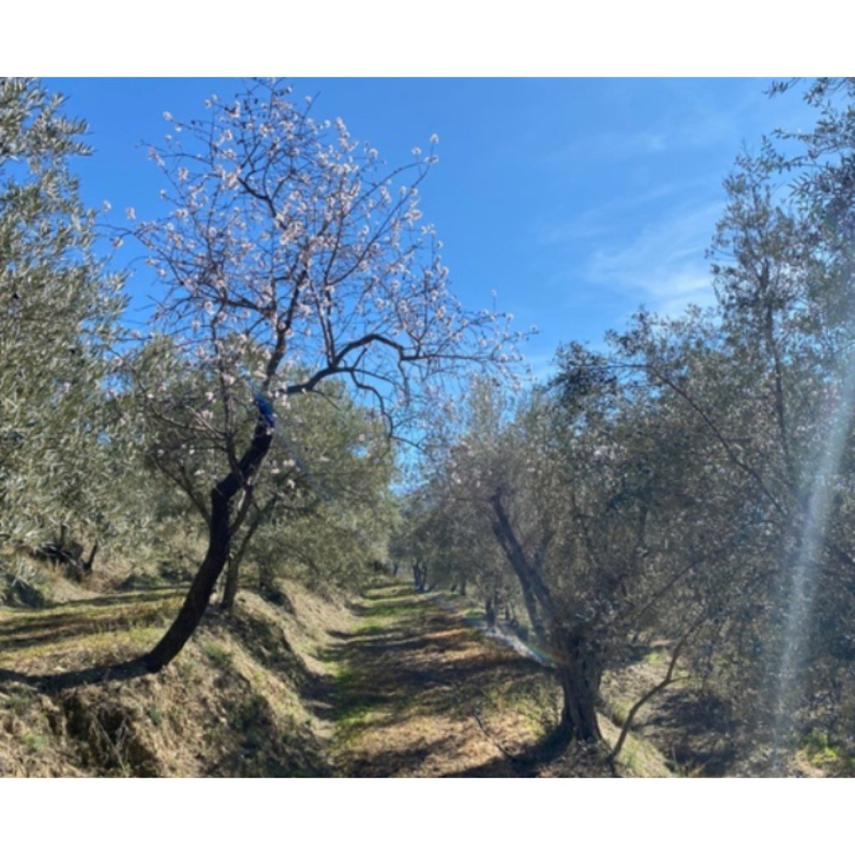 TERRENO EN VENTA LA CAMPIÑUELA