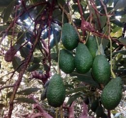 AGUACATES Y FRUTAS 100 % NATURAL.