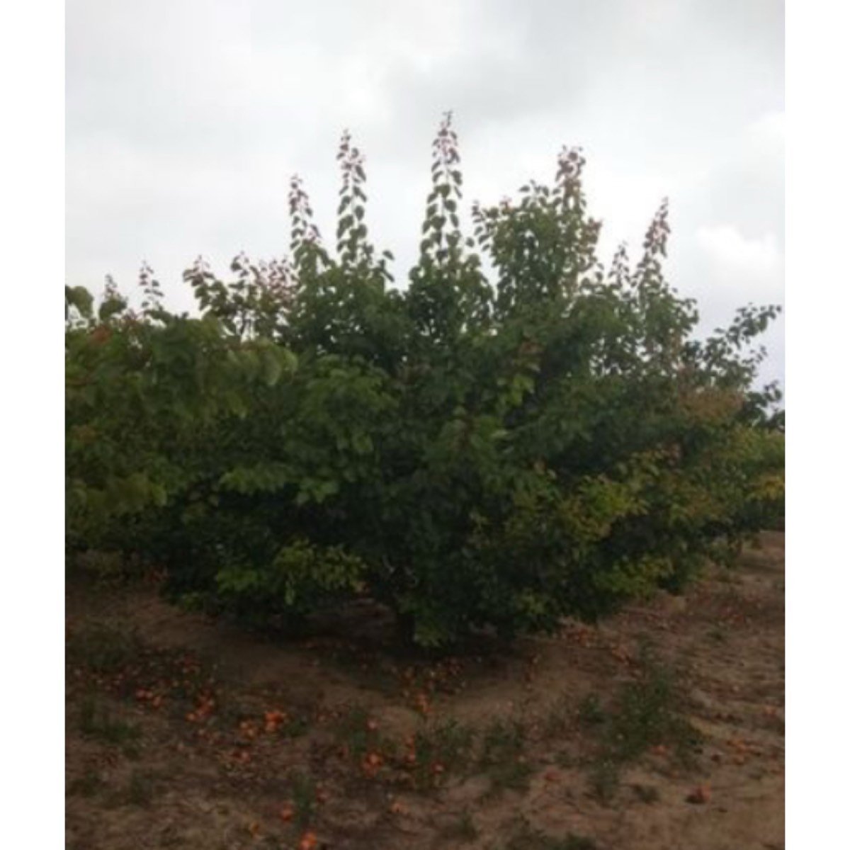 VENDO CAMPO ALBARICOQUE 7 HANEGADAS