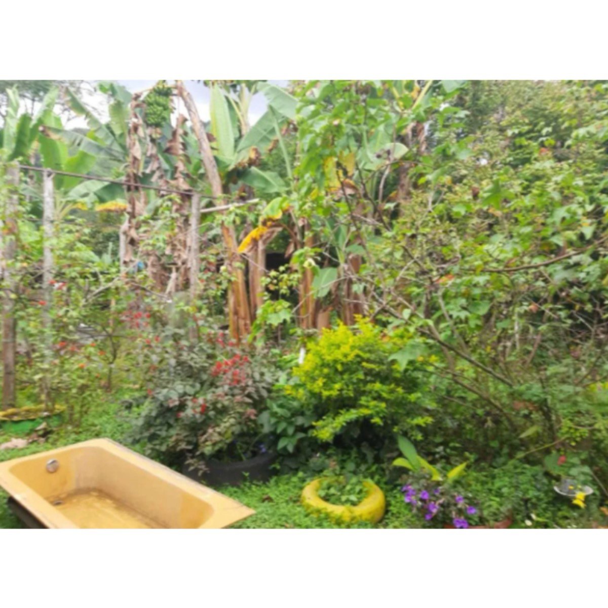 Se Vende Finca De 3 Cuadras En Sevilla