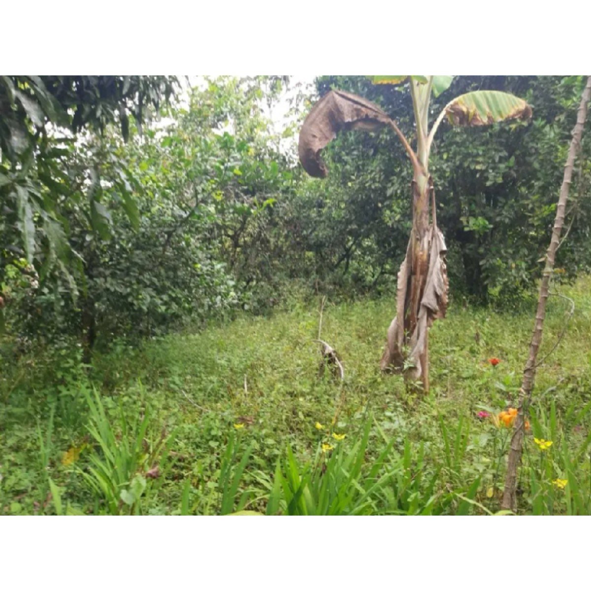 Se Vende Finca De 3 Cuadras En Sevilla