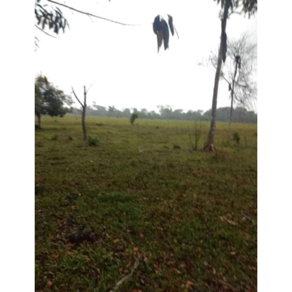 Se Vende Finca Ganadera Y Agricola Palmira Valle