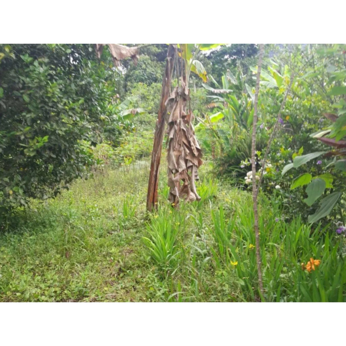 Se Vende Finca De 3 Cuadras En Sevilla