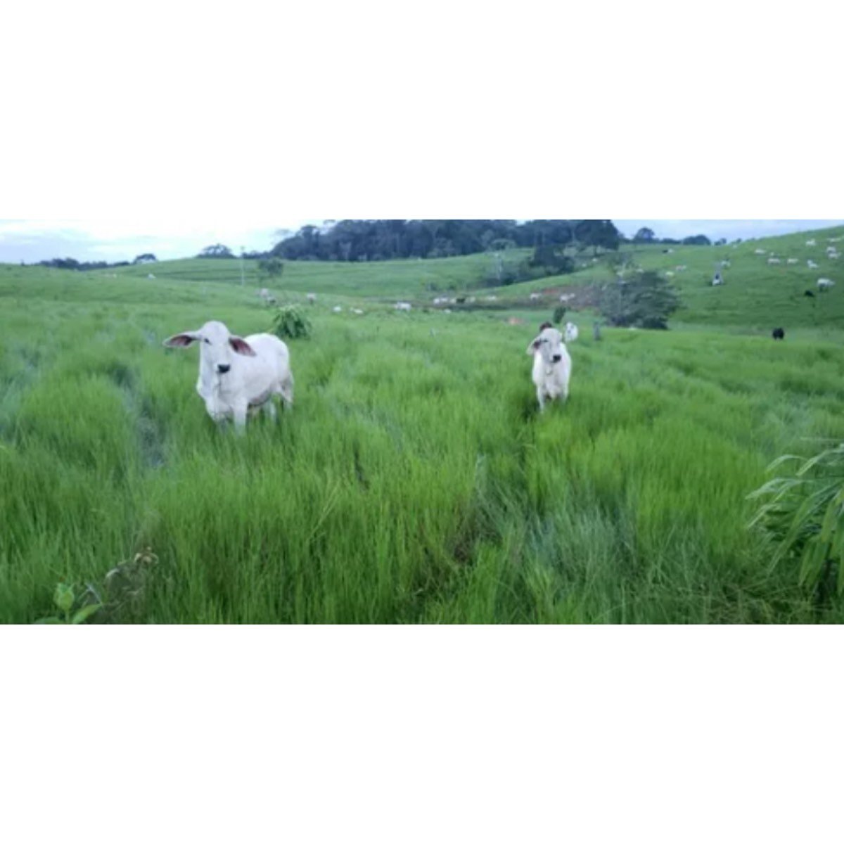 Se Vende Finca Ganadera Entre Albania Y Curillo