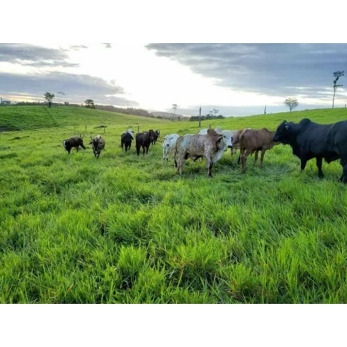 Se Vende Finca Ganadera Entre Albania Y Curillo
